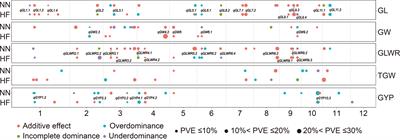 Genetic dissection of grain traits and their corresponding heterosis in an elite hybrid